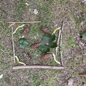 Pine cones of 5